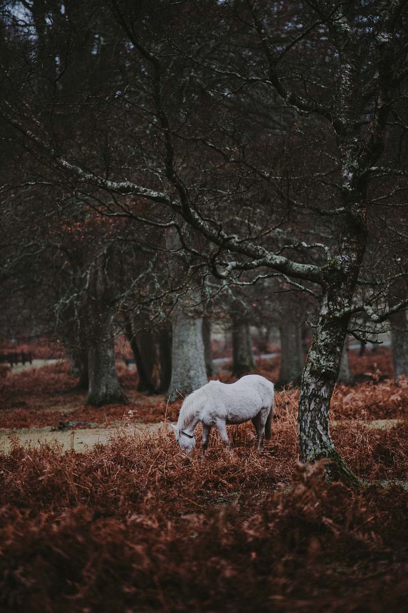 new forest national park white horse beside bare tree united kingdom